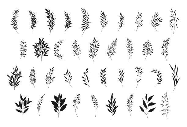 5,500+ Olive Branch Stock Illustrations, Royalty-Free Vector Graphics ...