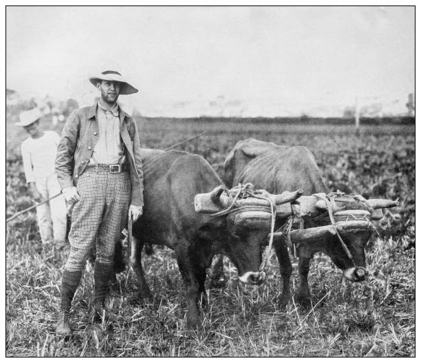 Antique black and white photograph: Cane Field, Pinar del Rio, Cuba Antique black and white photograph of people from islands in the Caribbean and in the Pacific Ocean; Cuba, Hawaii, Philippines and others: Cane Field, Pinar del Rio, Cuba 19th century stock illustrations