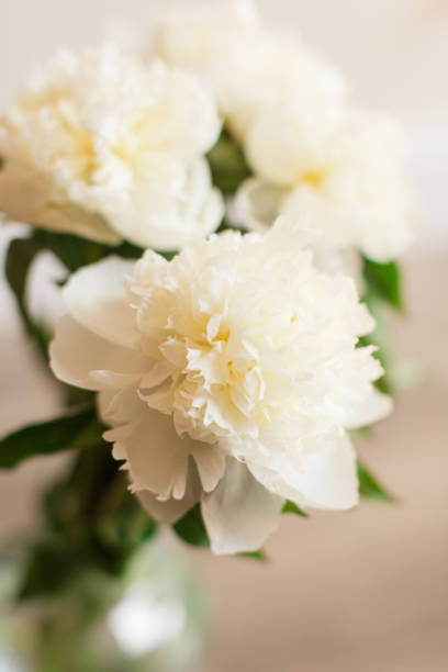 istock Creamy White Peony Flowers in Full Bloom with a Neutral-Colored Background 1326109028