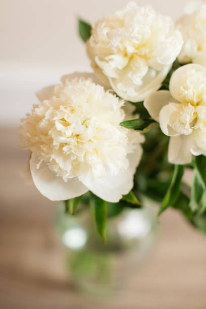 istock Creamy White Peony Flowers in Full Bloom with a Neutral-Colored Background 1326109035
