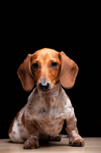 istock image of dog dark background 1326109039