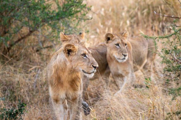 istock Young male lion leading the way 1326109370