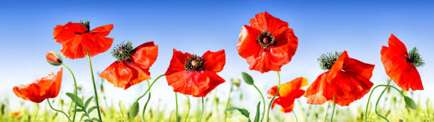 istock Poppies in field with blue sky 1326110263