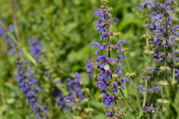 istock Purple Salvia pratensis flower on a meadow 1326110356