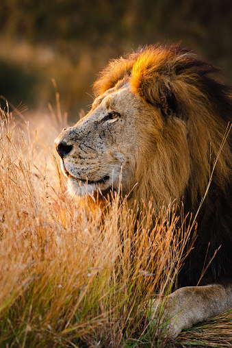 A large male African lion photographed during sunrise with golden light illuminating the mane. Pictured in Kruger Nation Park, South Africa.
