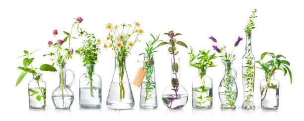 istock Bottles of essential oils with fresh herbs 1326110930