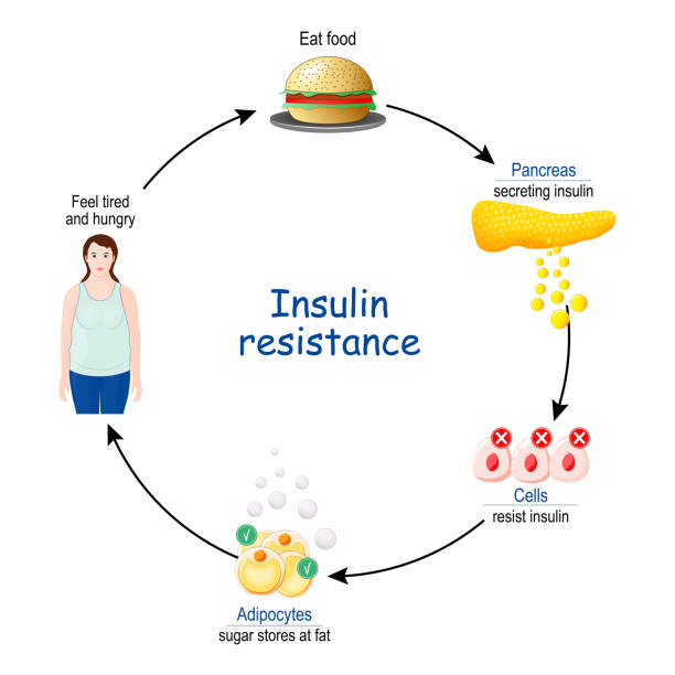 illustrazioni stock, clip art, cartoni animati e icone di tendenza di resistenza all'insulina. ciclo di insulina e glucosio - insulin resistance