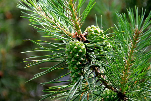 istock Green Pine Cones. Young green pine cones close-up on a tree 1326111148