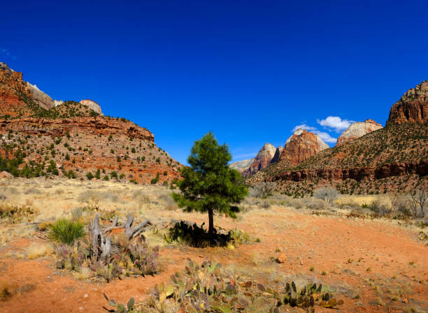 istock Cliffs and red rocks in Zions National park with Pine Trees and Blue Sky 1326111920