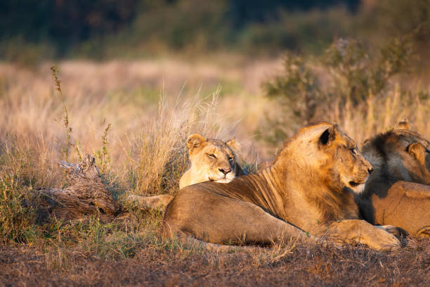 istock An African lion pride resting in the Kruger National Park 1326112185