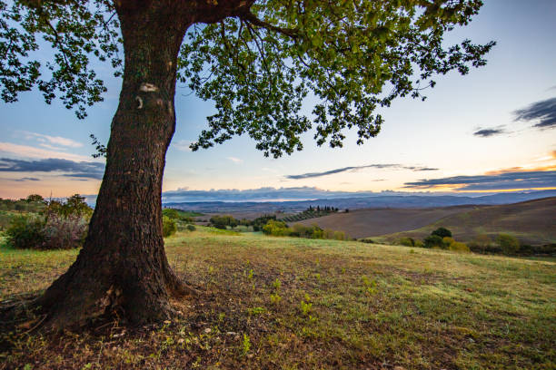 Landscape of a tree with meadows in background during sunrise