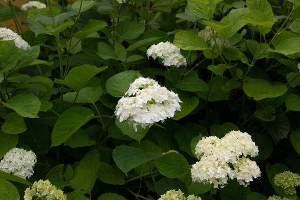 istock White hydrangea blooming bush in garden 1326112980