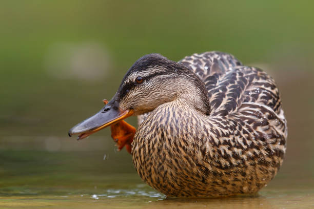 istock Mallard or wild duckfemale in a pond 1326113933