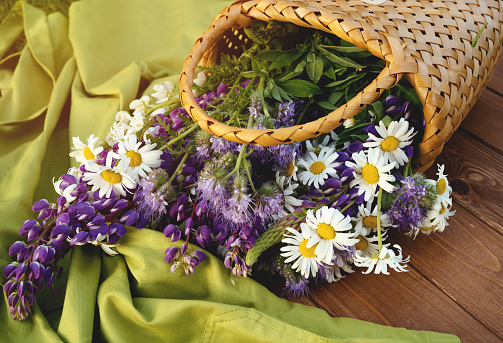 Beautiful wild meadow summer flowers in a basket on a sunny wooden patio. chamomiles bouquet in sunlight. Green apron. Copy space. Romantic picnic or weekend morning or sunset
