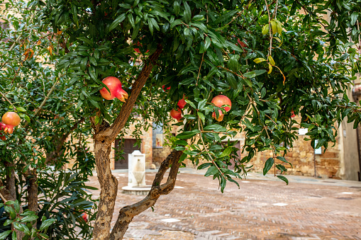 Pomegranates Growing On Tree,Italy