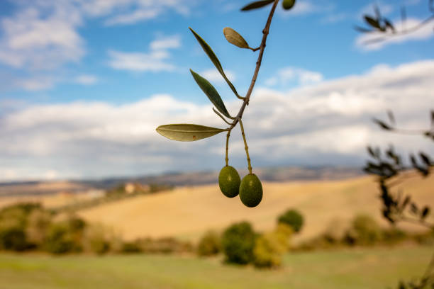Close-up Of A Green Olives On Branch