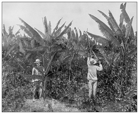 Antique black and white photograph of people from islands in the Caribbean and in the Pacific Ocean; Cuba, Hawaii, Philippines and others: Banana plantation, Esperanza, Santa Clara province, Cuba