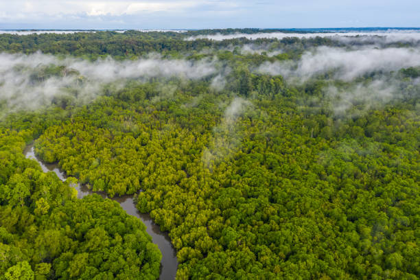 istock Aerial view of the Borneo rainforest. 1326116106