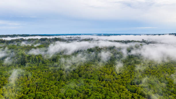 istock Aerial view of the Borneo rainforest. 1326116108