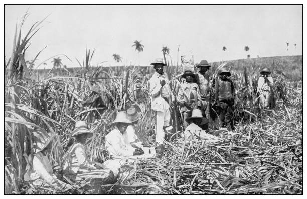 Antique black and white photograph of people from islands in the Caribbean and in the Pacific Ocean; Cuba, Hawaii, Philippines and others: Sugar cane field, Cuba