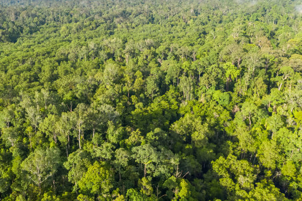 istock Aerial view of the Borneo rainforest. 1326116134
