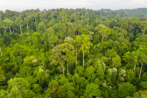 istock Aerial view of the Borneo rainforest. 1326116764