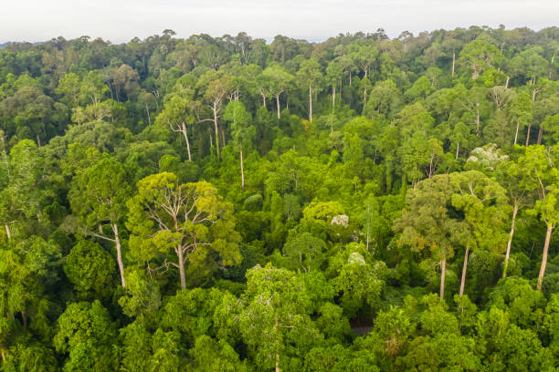 istock Aerial view of the Borneo rainforest. 1326116774