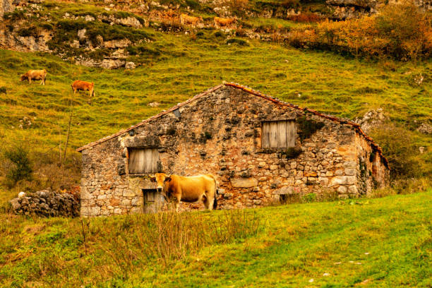 istock Typical landscape of Asturias 1326118397