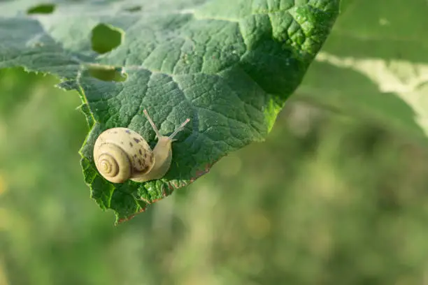 Photo of snail sits on eaten burdock leaf close-up