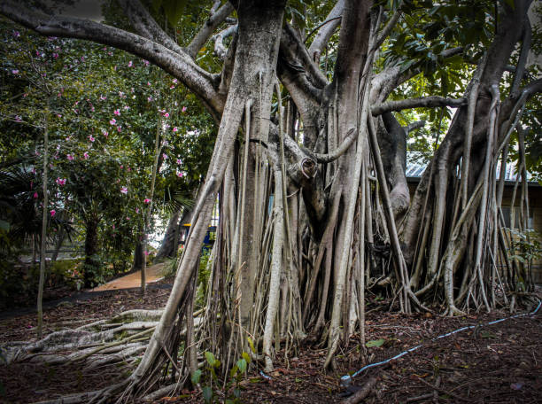 istock Trunks of multiple tropical  fig trees with roots growing from high in the tree 1326119260