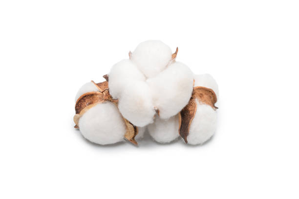 istock Cotton flower branch isolated on white background. 1326119896