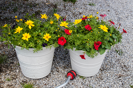 Colourful spring flowers in outdoor pots with blue chair