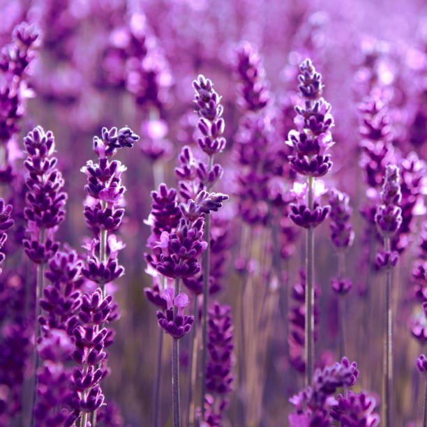 istock Lavender flower field at sunset rays 1326121943