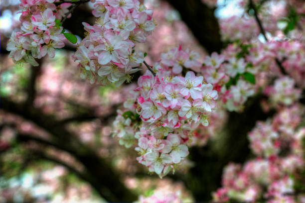 Beautiful crabapple blossoms. Shallow depth of field. Shot with a Canon 5D Mark IV.
