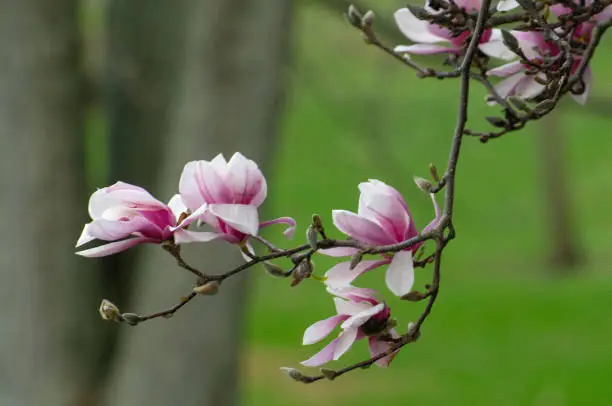 Beautiful Tulip-Magnolia Tree-Howard County, Indiana