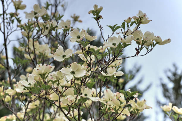istock Spring Dogwood Tree-Howard County, Indiana 1326123254