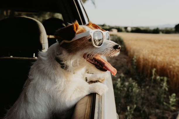 jack russell cane che guarda fuori dal finestrino dell'auto in estate. viaggiare con animali domestici e concetto di viaggio - viaggio in macchina immagine foto e immagini stock