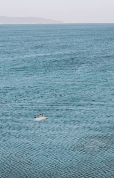 istock Sea, Bird And Rock 1326125024