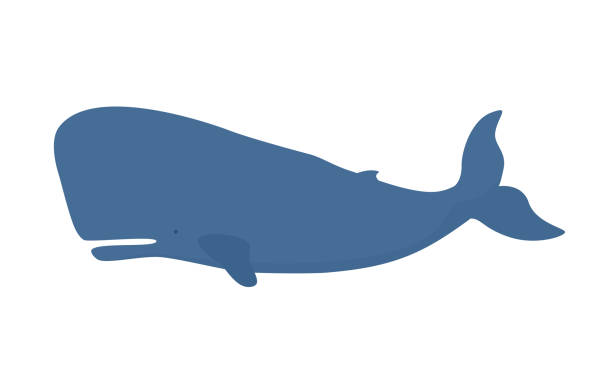 정자 고래는 흰색 배경에 고립. - animal large cartoon fish stock illustrations