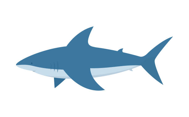 акула. опасная большая белая акула изолирована на белом фоне. - shark animal blue cartoon stock illustrations