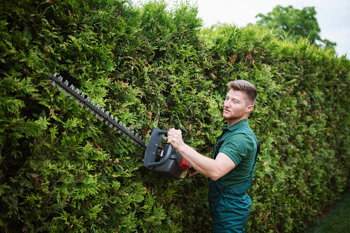 Portrait of professional gardener with power saw, trimming hedge.