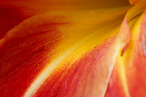 istock close-up of orange lily flower 1326126434