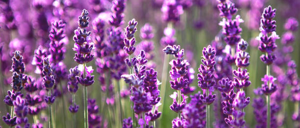 istock Banner with lavender flower field at sunset rays 1326126446
