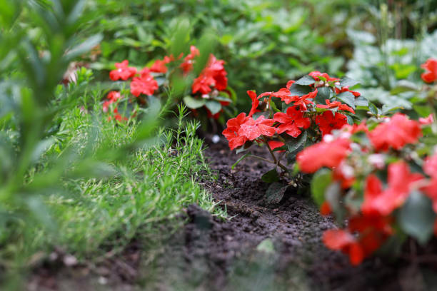 Beautiful small red flowers blooming on a garden. Photo taken on a warm summer day.