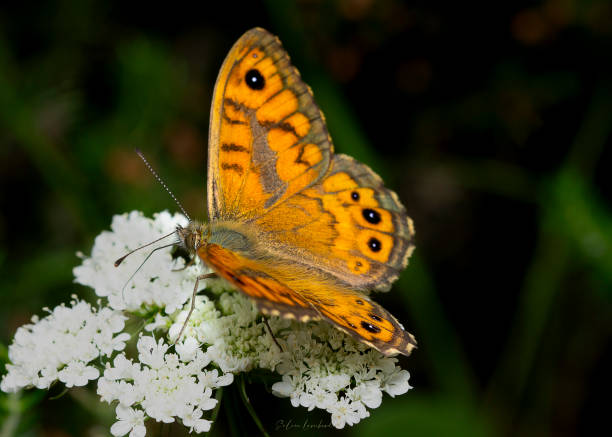 Beautiful orange and browser butterfly Beautiful butterfly on a wild flower in the meadow in summer time. silver washed fritillary butterfly stock pictures, royalty-free photos & images