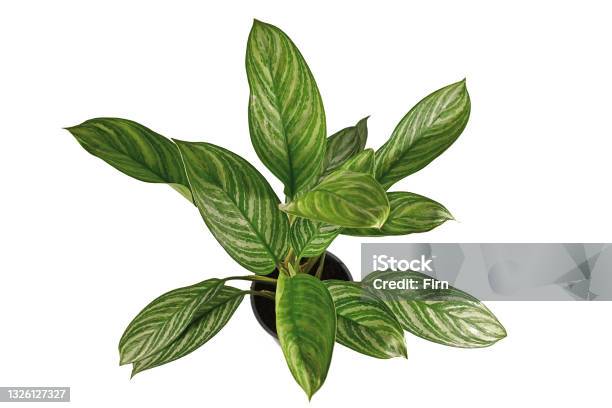 Top View Of Exotic Aglaonema Stripes Houseplant With Long Leaves With Silver Stripe Pattern In Flower Pot Stock Photo - Download Image Now