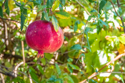 Red ripe pomegranate fruit hanging on a tree against a background of green leaves on a sunny day