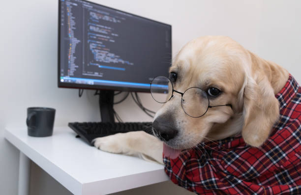 ein hund in brille und rotem hemd sitzt an einem computer und schreibt ein programm. golden retriever als programmierer oder lehrer verkleidet. fernarbeitskonzept während einer pandemie - nerd computer learning fun stock-fotos und bilder