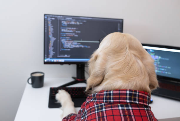 ein hund in brille und rotem hemd sitzt an einem computer und schreibt ein programm. golden retriever als programmierer oder lehrer verkleidet. fernarbeitskonzept während einer pandemie - nerd computer learning fun stock-fotos und bilder
