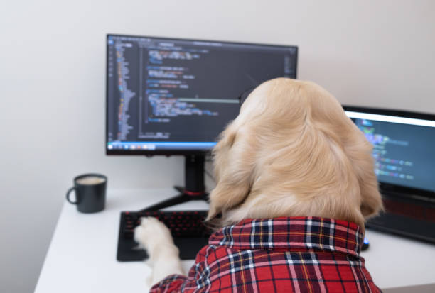 un cane con gli occhiali e una camicia rossa si siede su un computer e scrive un programma. golden retriever vestito da programmatore o insegnante. concetto di lavoro a distanza durante una pandemia - nerd computer learning fun foto e immagini stock